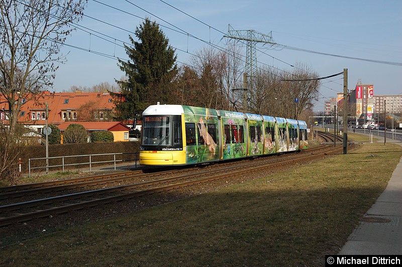 Bild: 8001 als Linie M6 kurz vor der Haltestelle Landsberger Allee/Rhinstr.